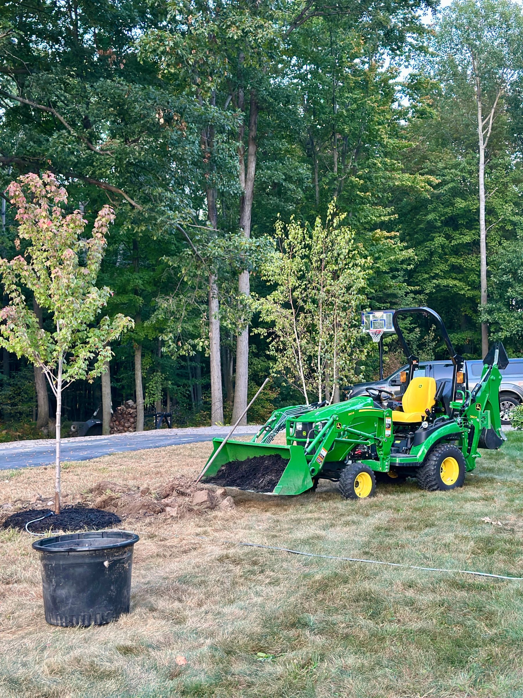 A newly planted tree beside a compact tractor